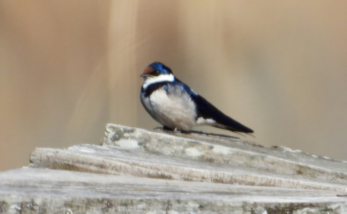 White-throated Swallow - ML622800665