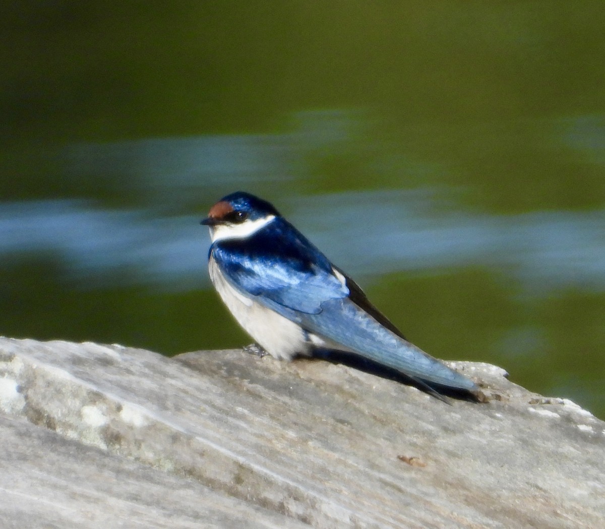 White-throated Swallow - ML622800666