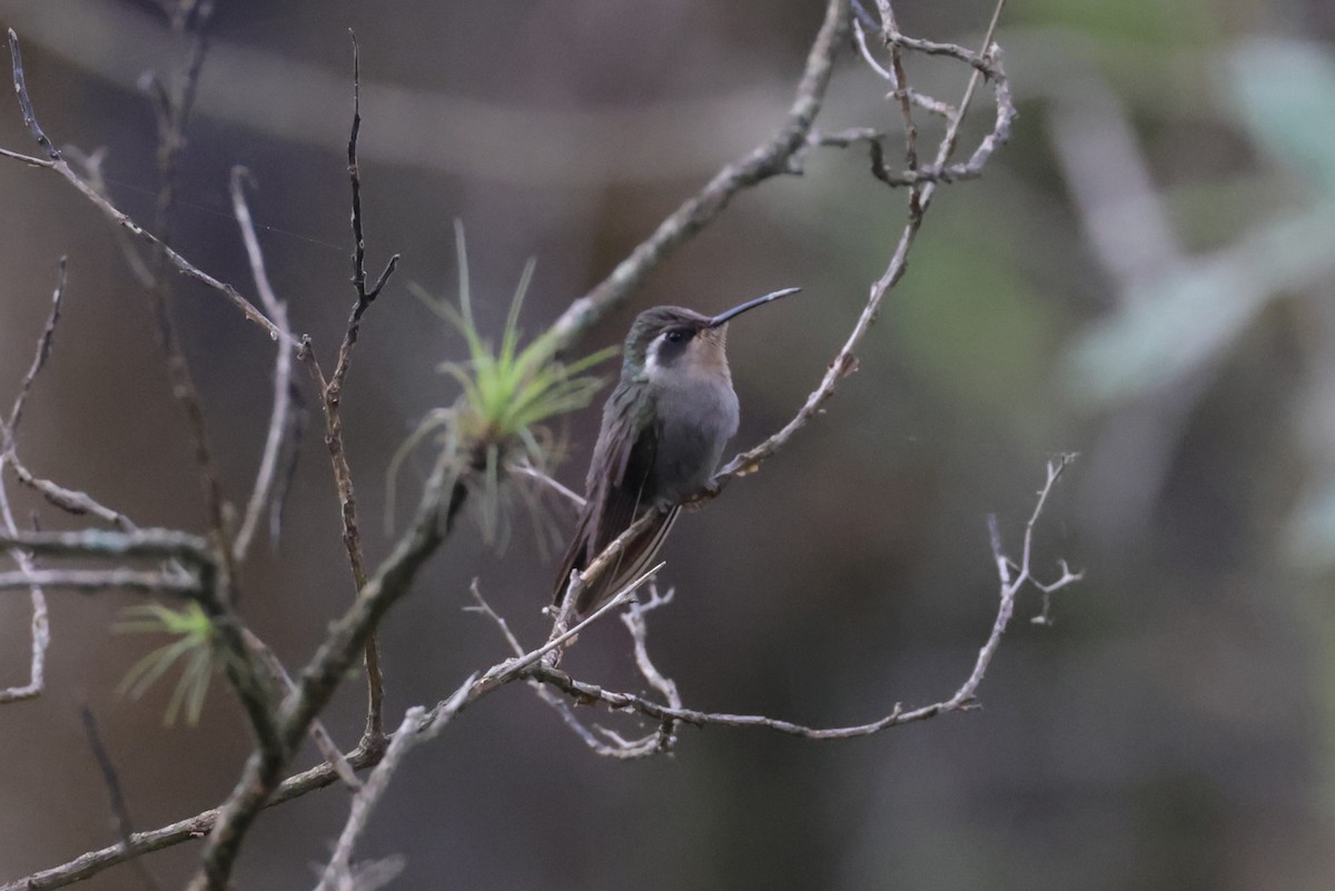 Колібрі-самоцвіт аметистовогорлий [група amethystinus] - ML622800703