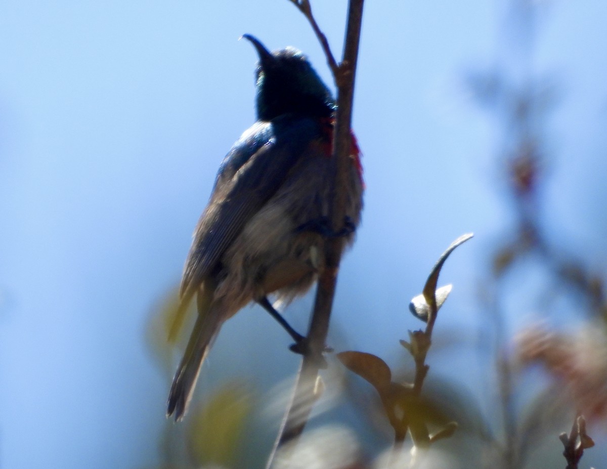 Eastern Miombo Sunbird - ML622800723