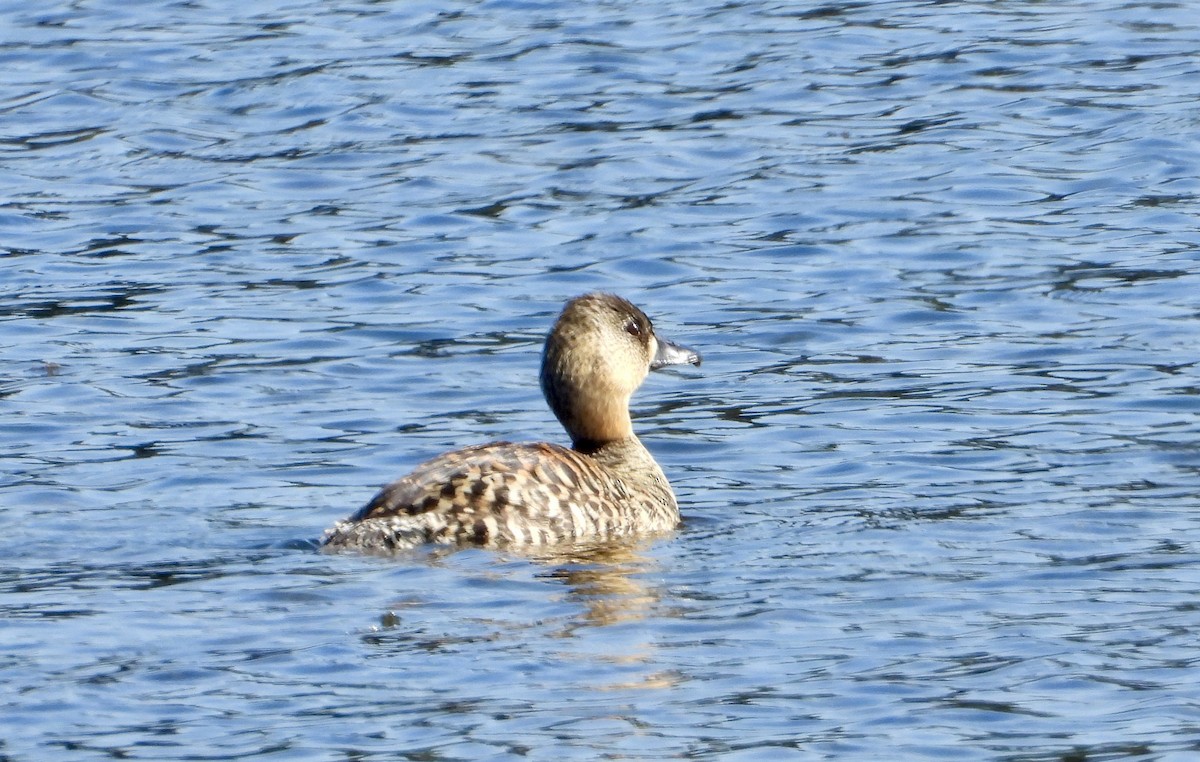 White-backed Duck - Gary Brent