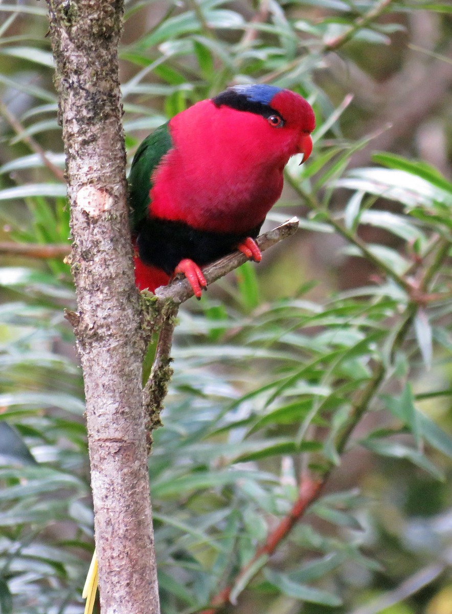 Stella's Lorikeet - ML622800787