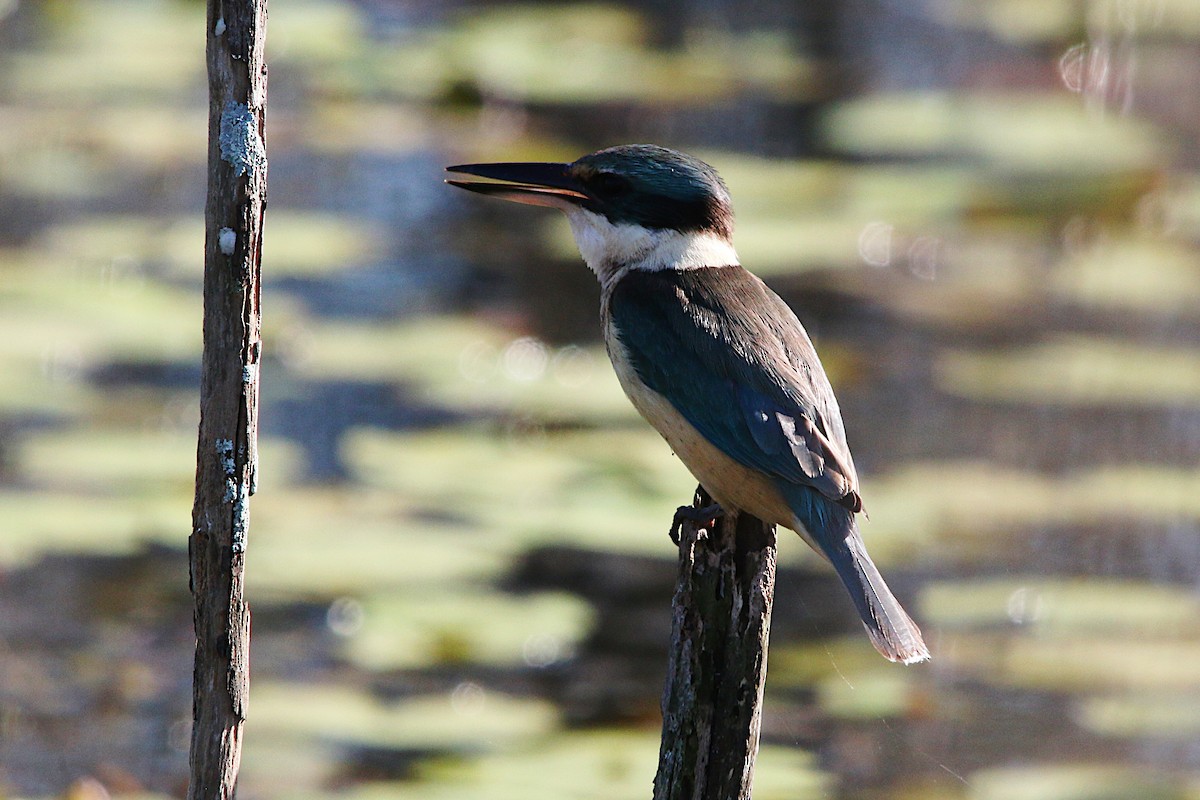 Sacred Kingfisher - Ron Burgin