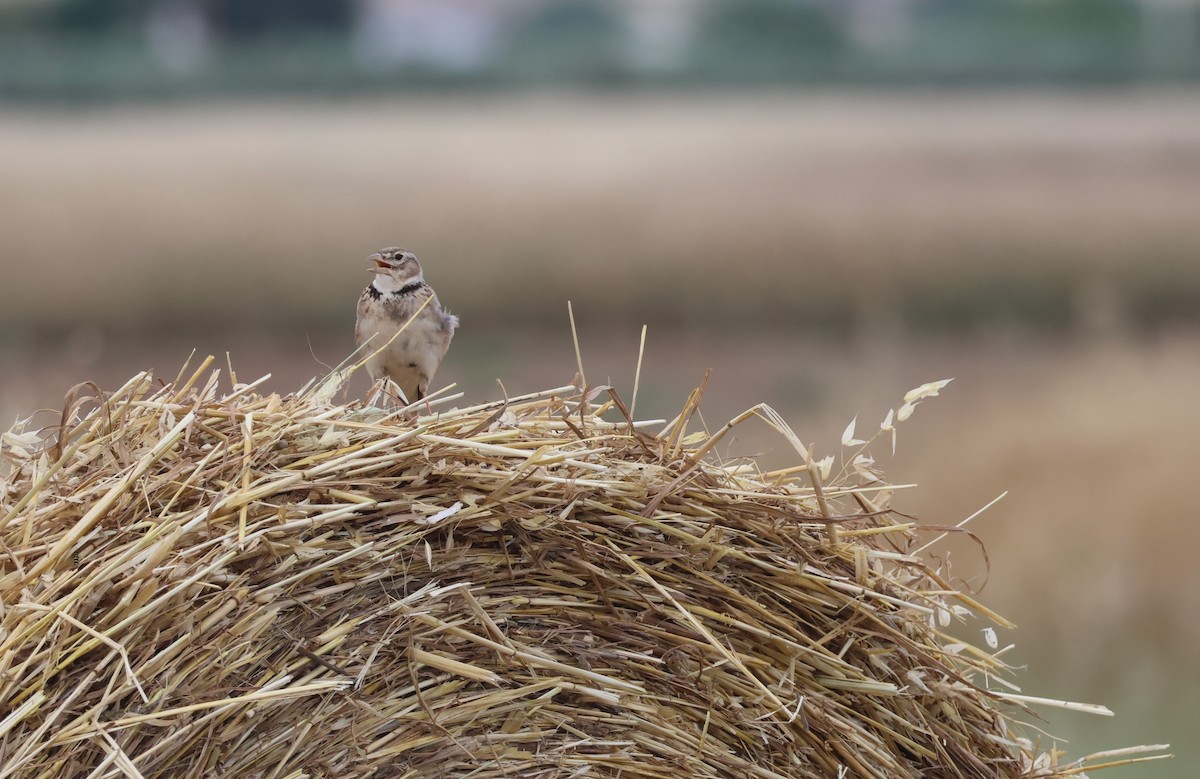 Calandra Lark - Christina Ninou