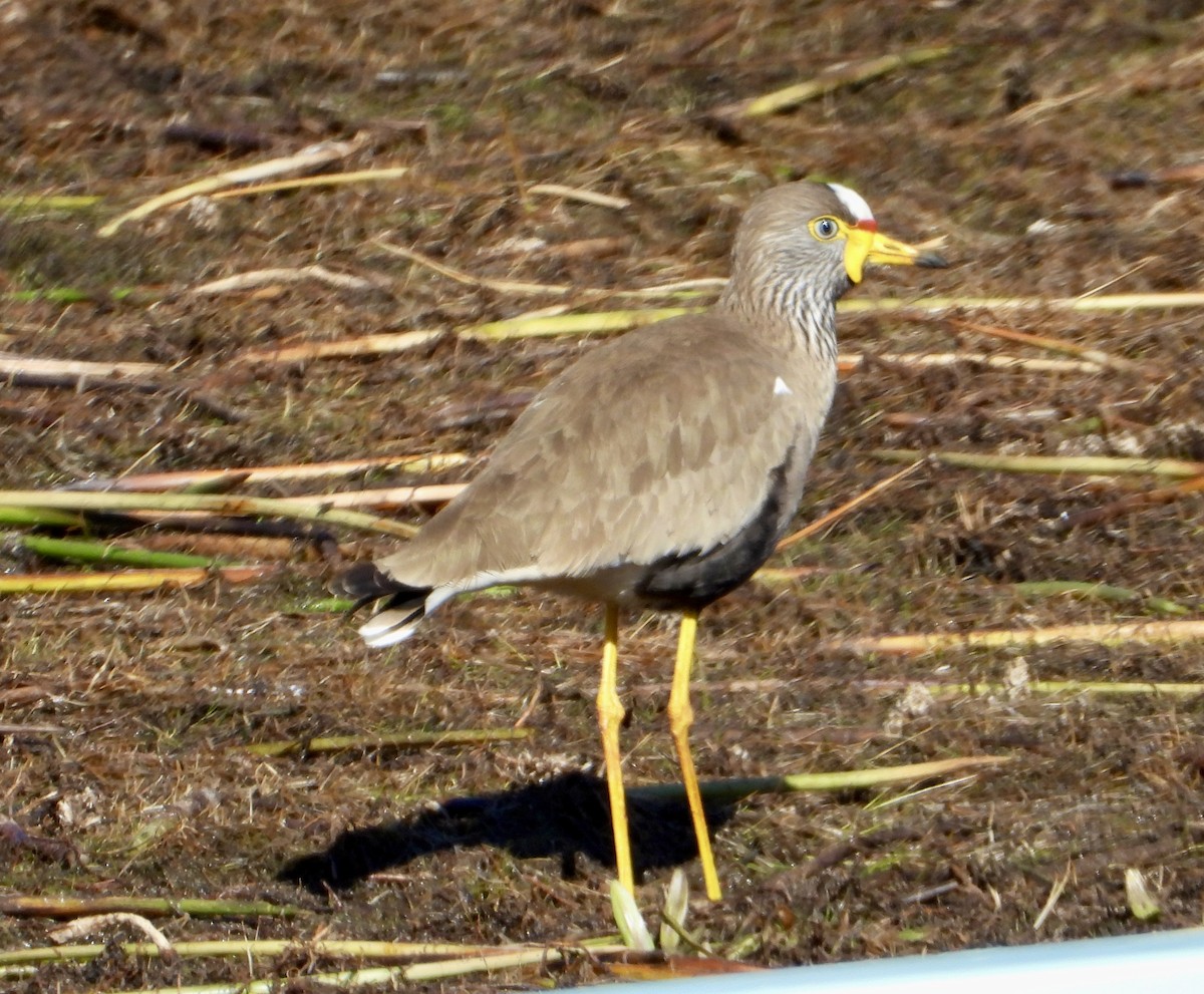 Wattled Lapwing - Gary Brent