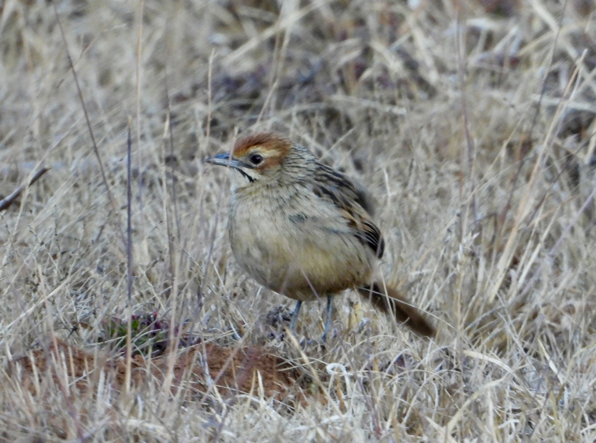 Cape Grassbird - ML622800803