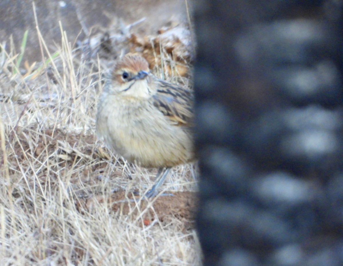 Cape Grassbird - ML622800804