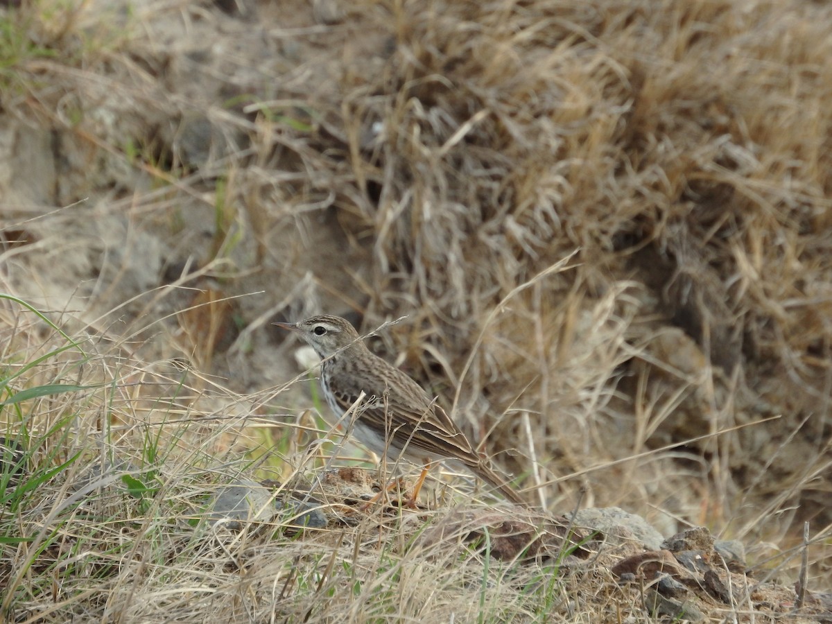 Berthelot's Pipit - Duarte Frade