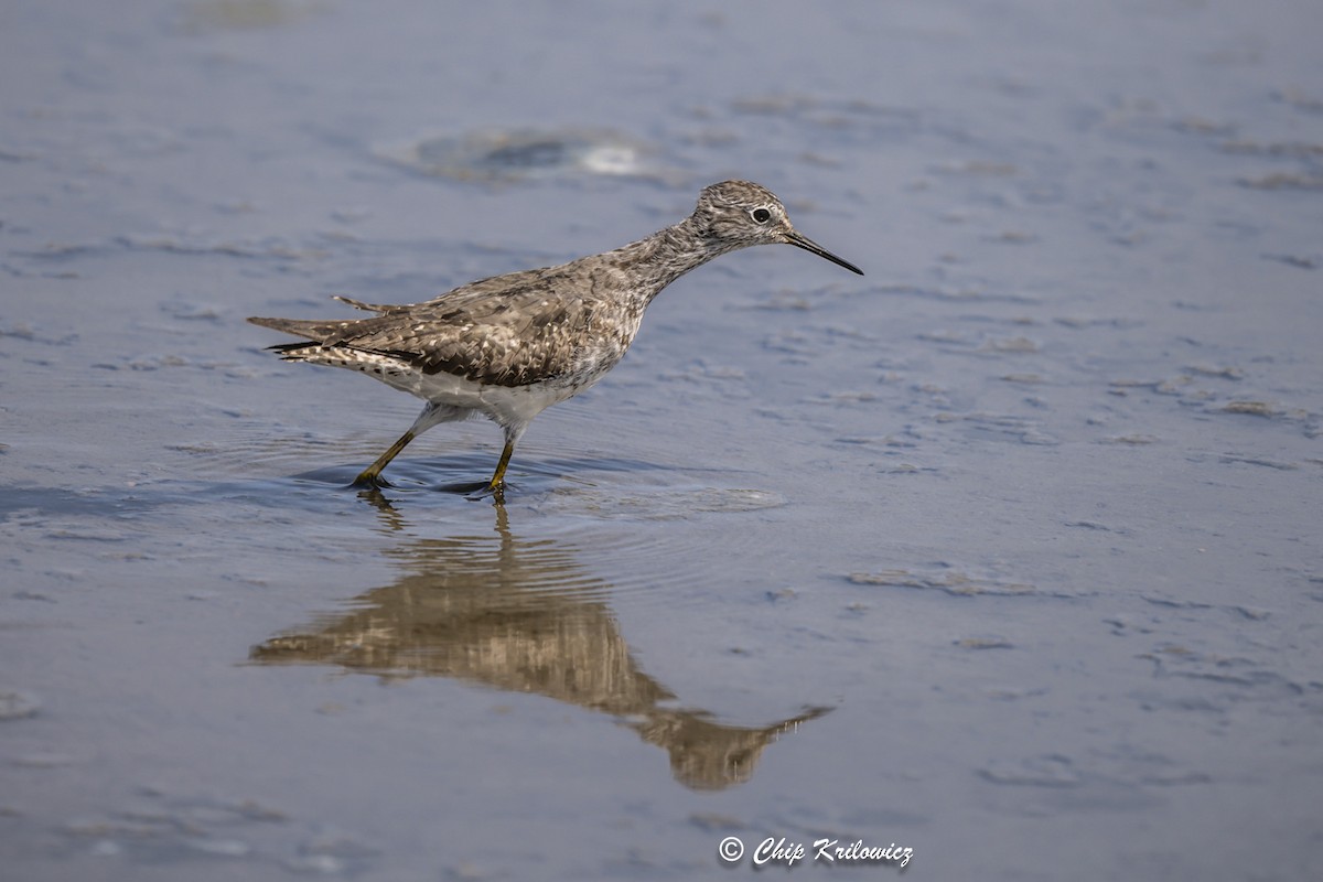 Lesser Yellowlegs - Chip Krilowicz