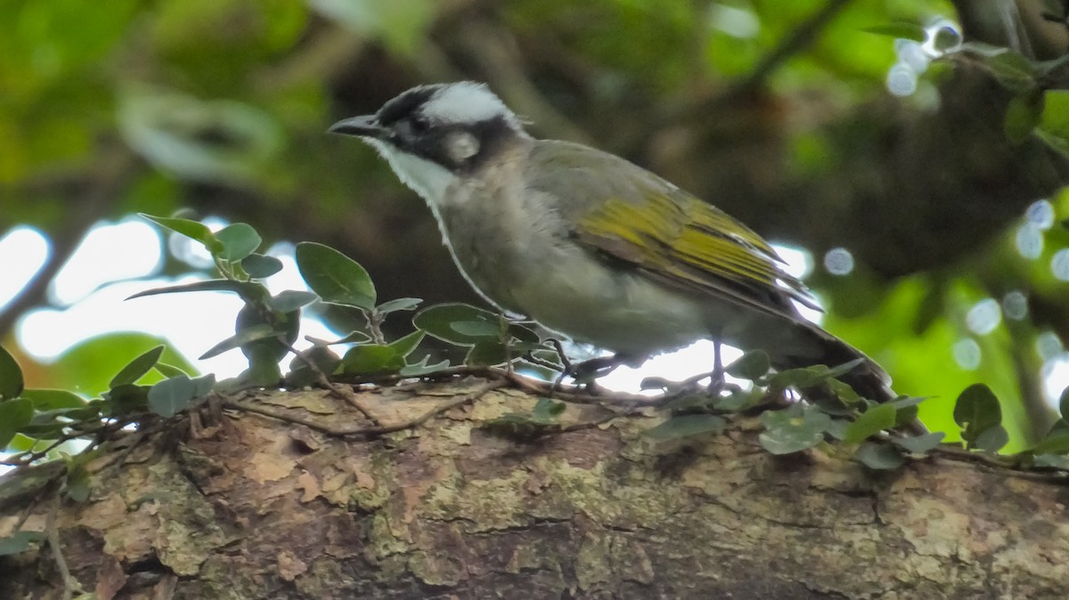 Light-vented Bulbul - ML622800857