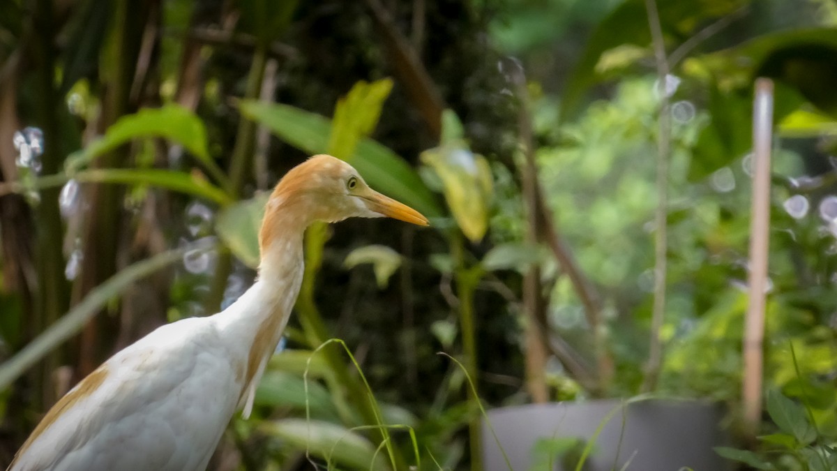 Eastern Cattle Egret - ML622800858