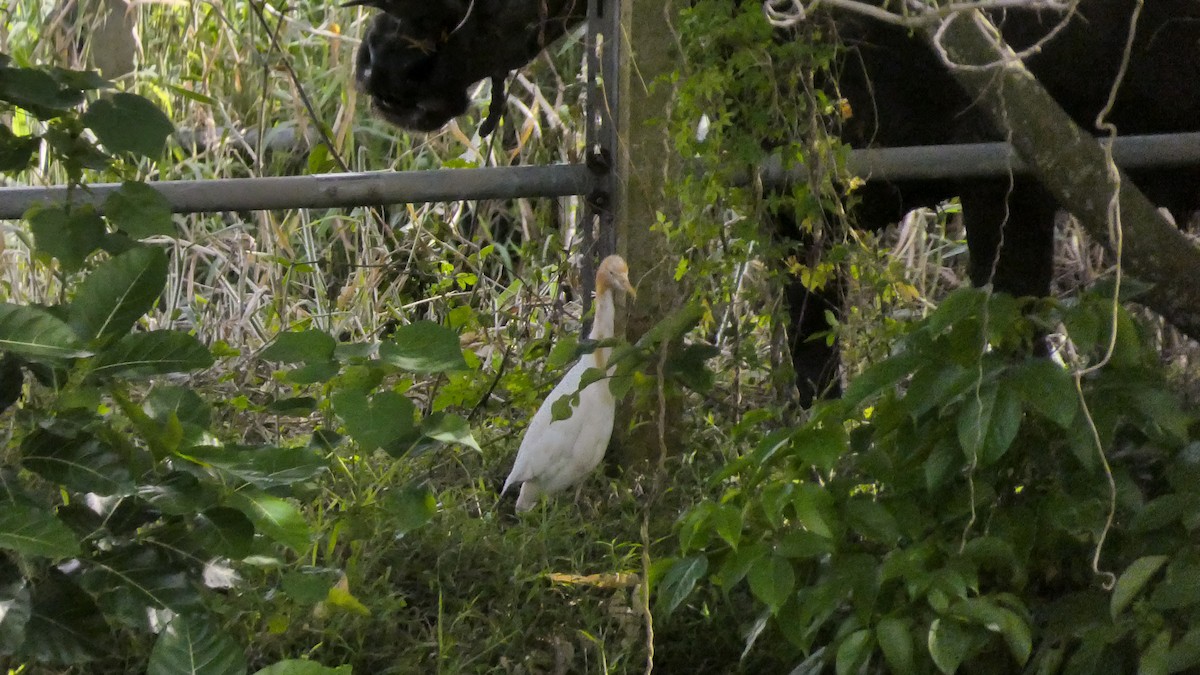 Eastern Cattle Egret - ML622800859