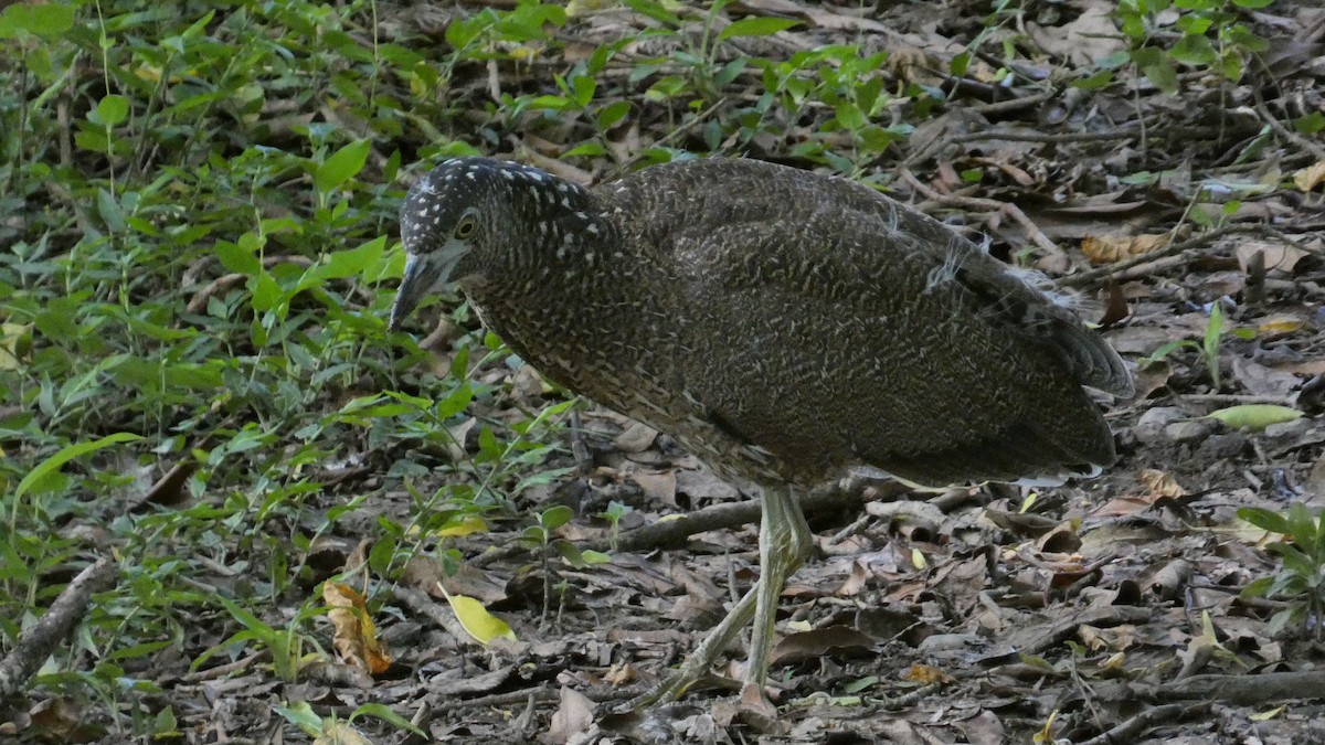 Malayan Night Heron - ML622800862