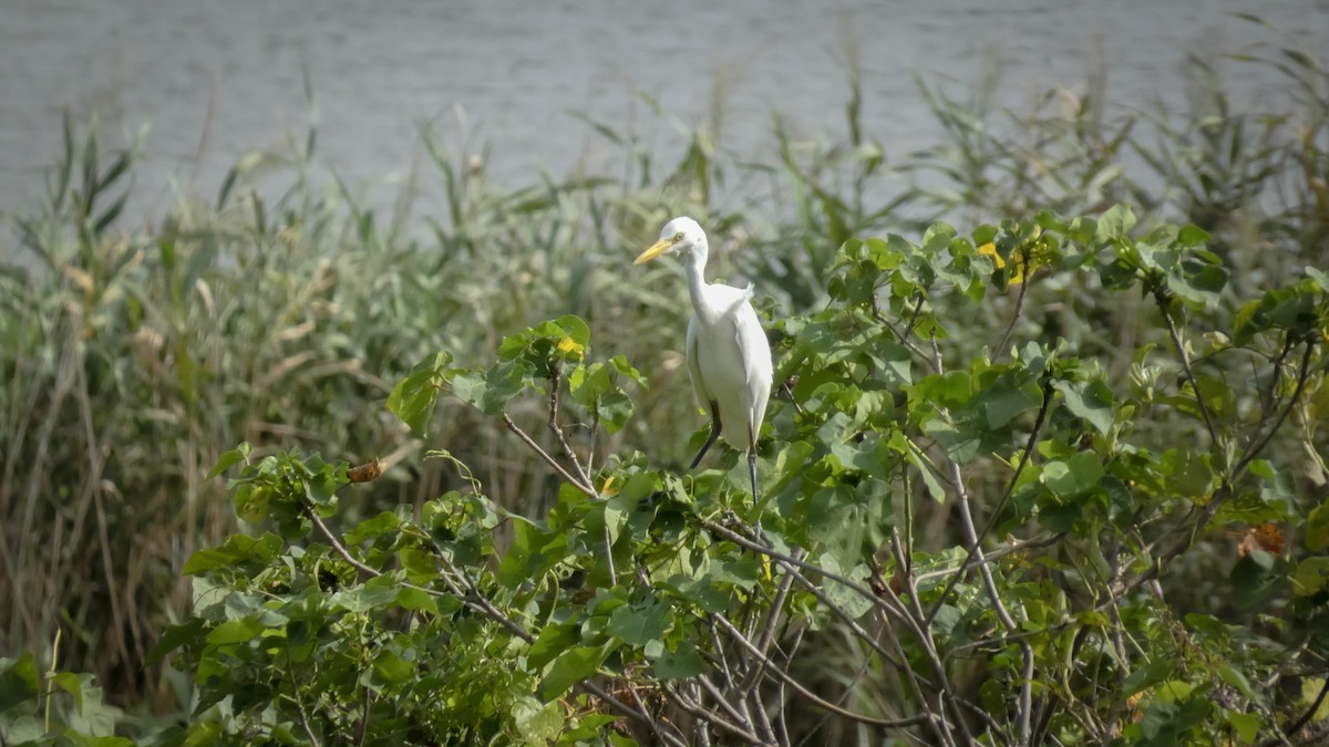 Medium Egret - ML622800879