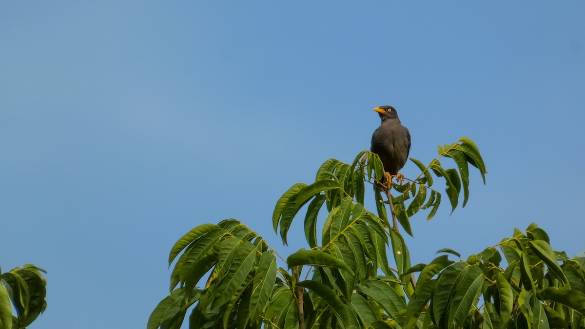 Javan Myna - Owen Lee