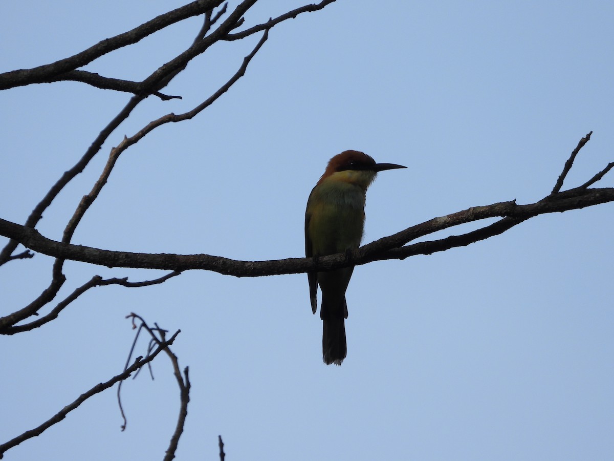 Chestnut-headed Bee-eater - Vidhya Sundar