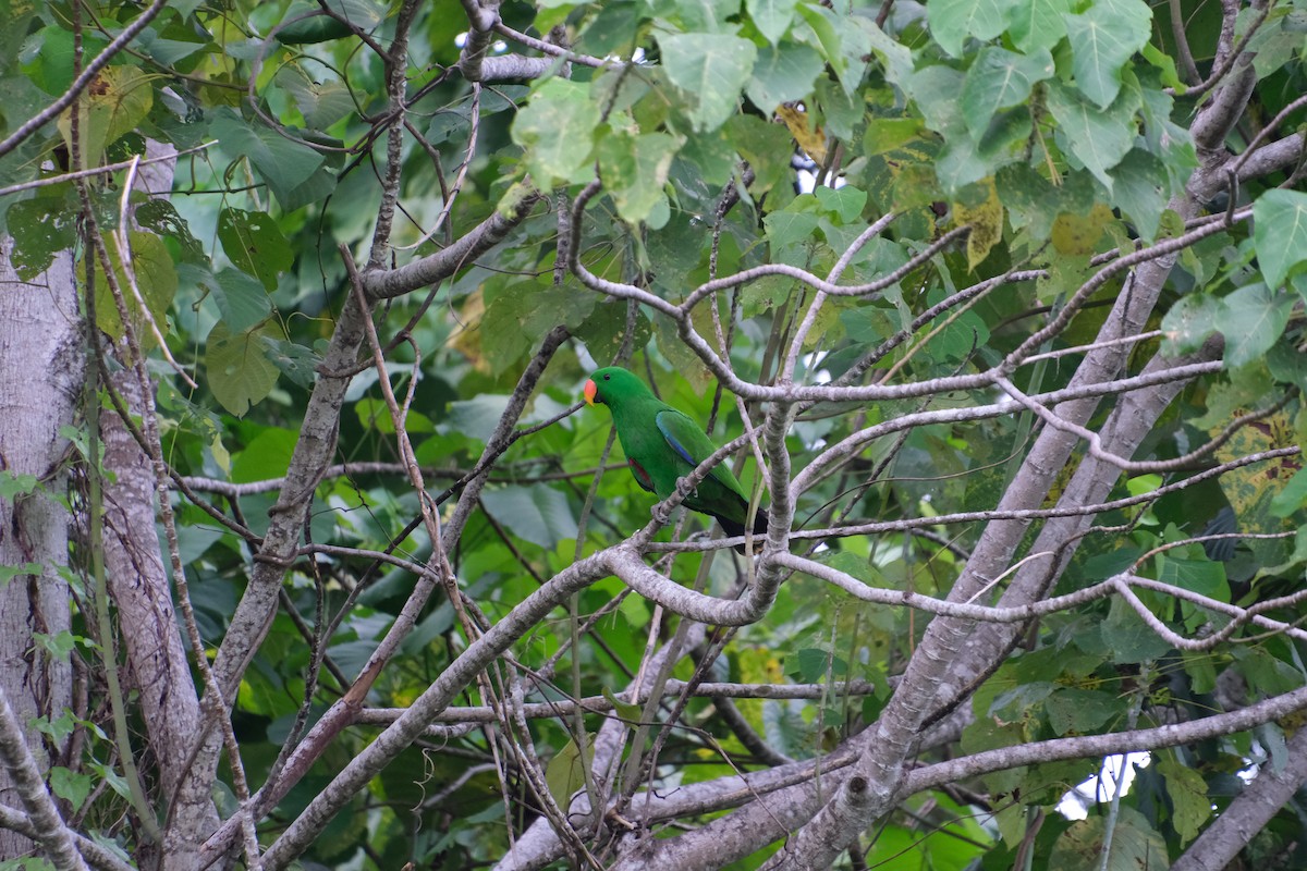 Loro Ecléctico de Nueva Guinea - ML622800905