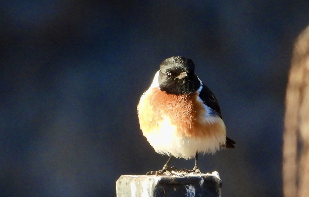 African Stonechat (African) - Gary Brent