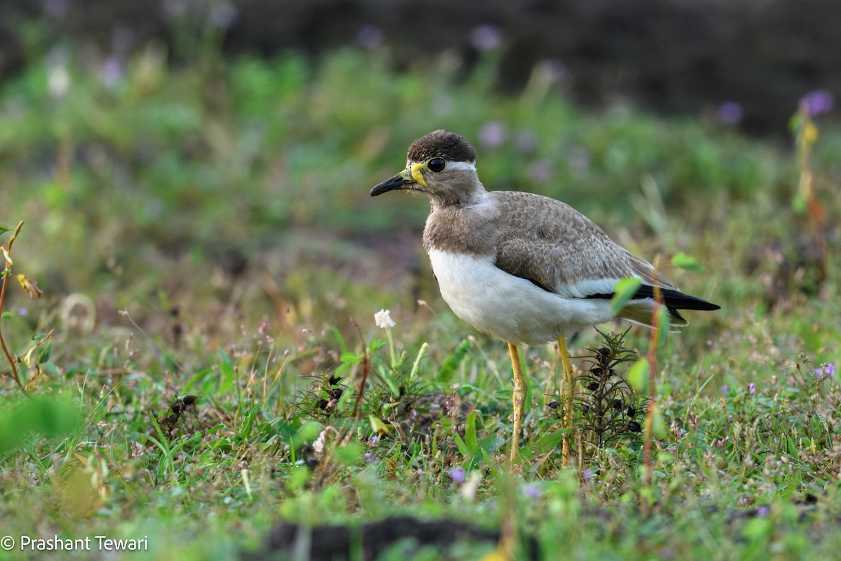 Yellow-wattled Lapwing - Prashant Tewari