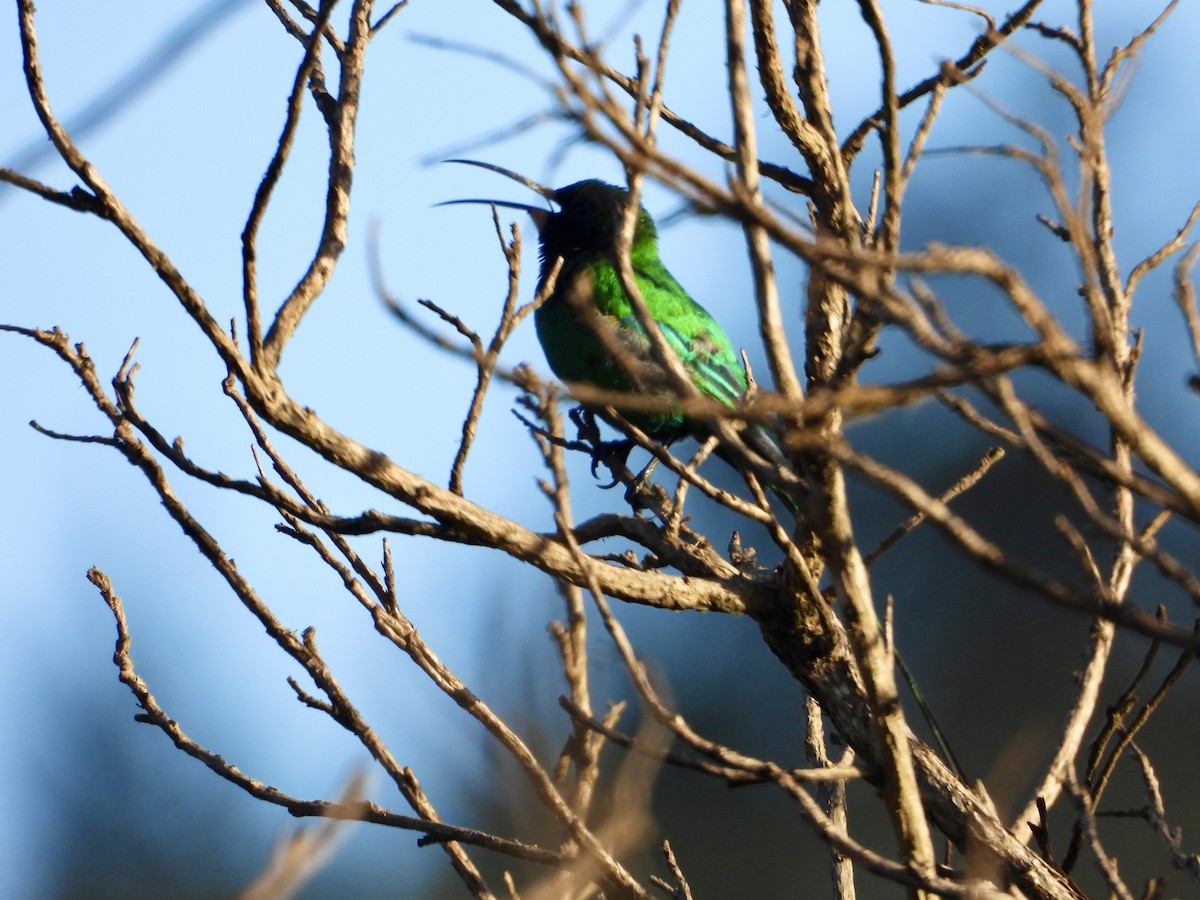 Malachite Sunbird - Gary Brent