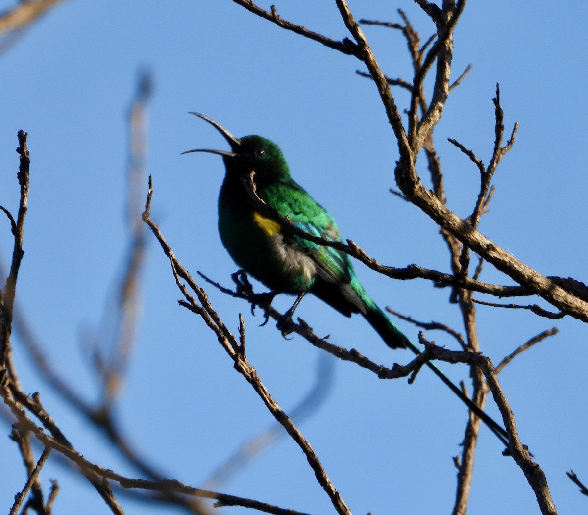 Malachite Sunbird - Gary Brent