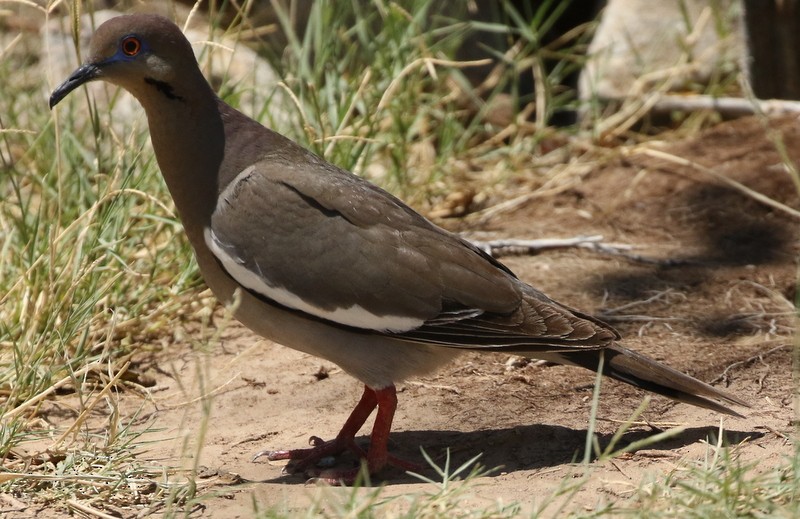 White-winged Dove - logan kahle