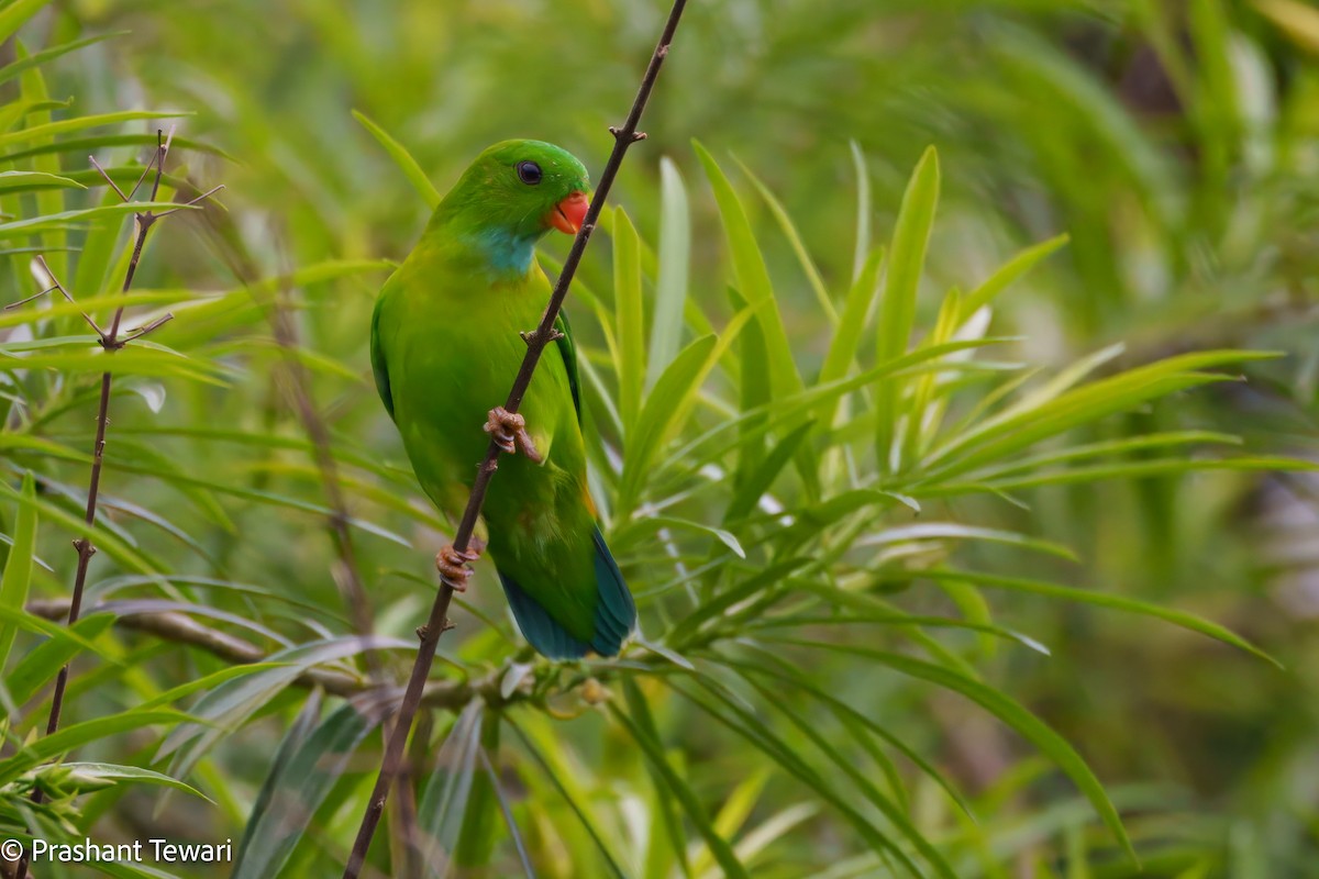 Vernal Hanging-Parrot - ML622801060