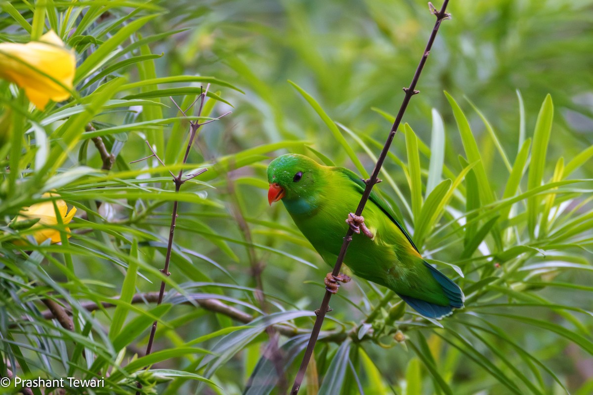 Vernal Hanging-Parrot - ML622801061