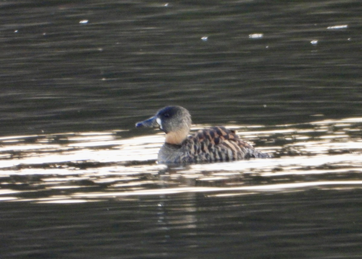 White-backed Duck - ML622801085