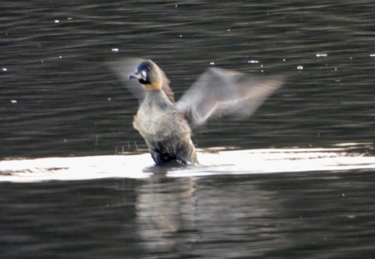 White-backed Duck - ML622801086