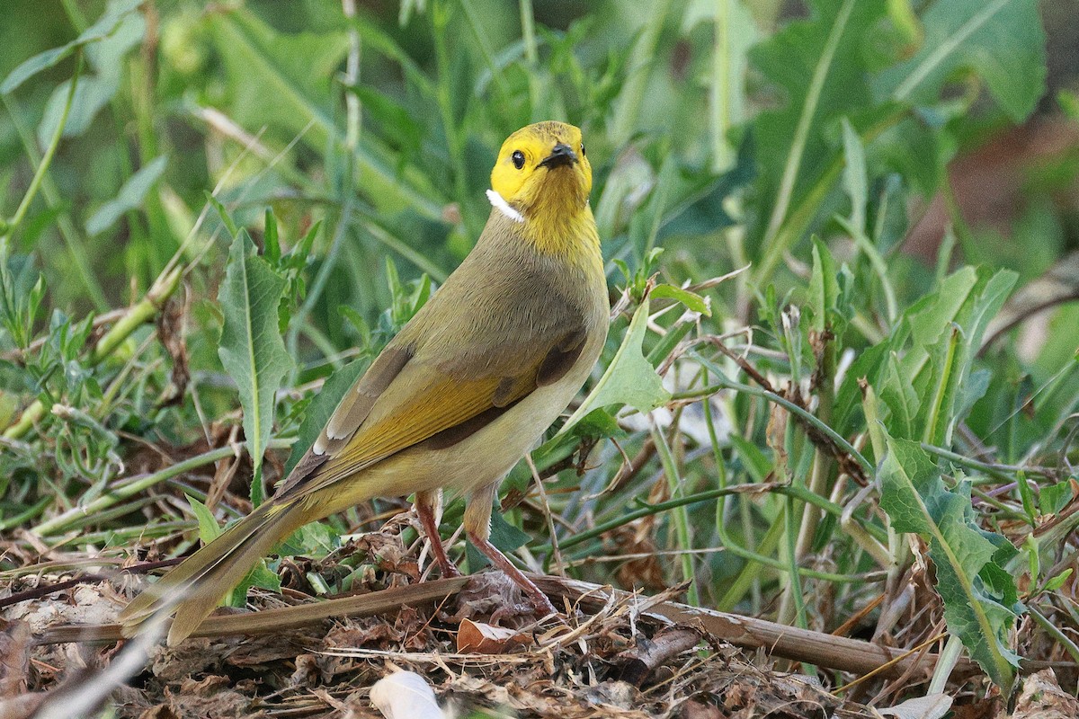 White-plumed Honeyeater - ML622801117