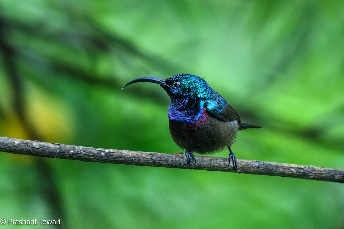 Loten's Sunbird - ML622801129