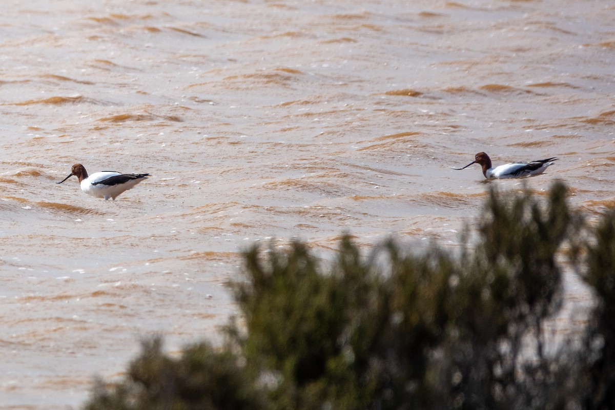 Red-necked Avocet - ML622801164