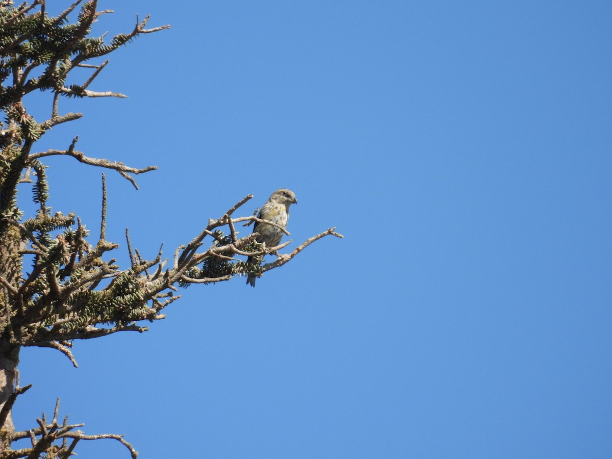 Red Crossbill - Adrian Reina Castillo