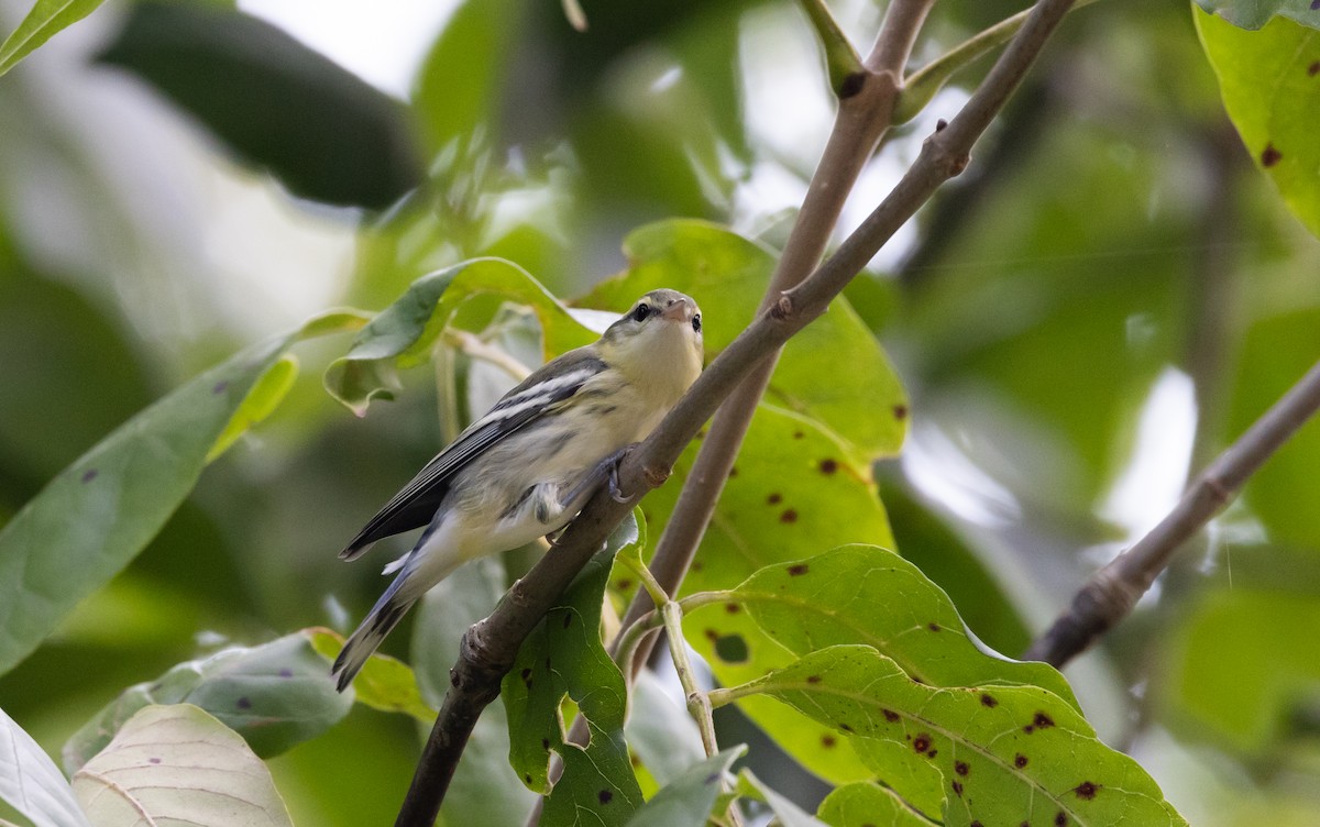 Cerulean Warbler - Jay McGowan