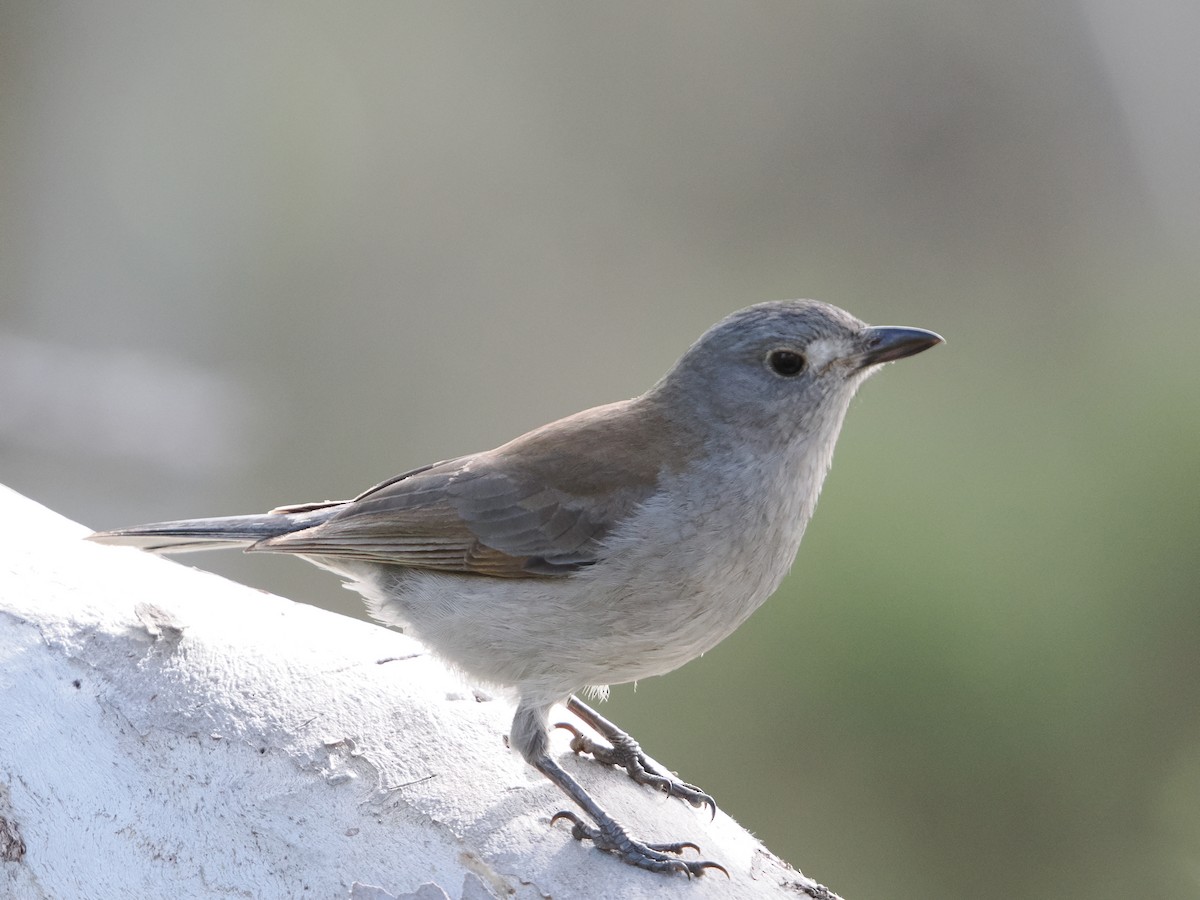 Gray Shrikethrush - ML622801196