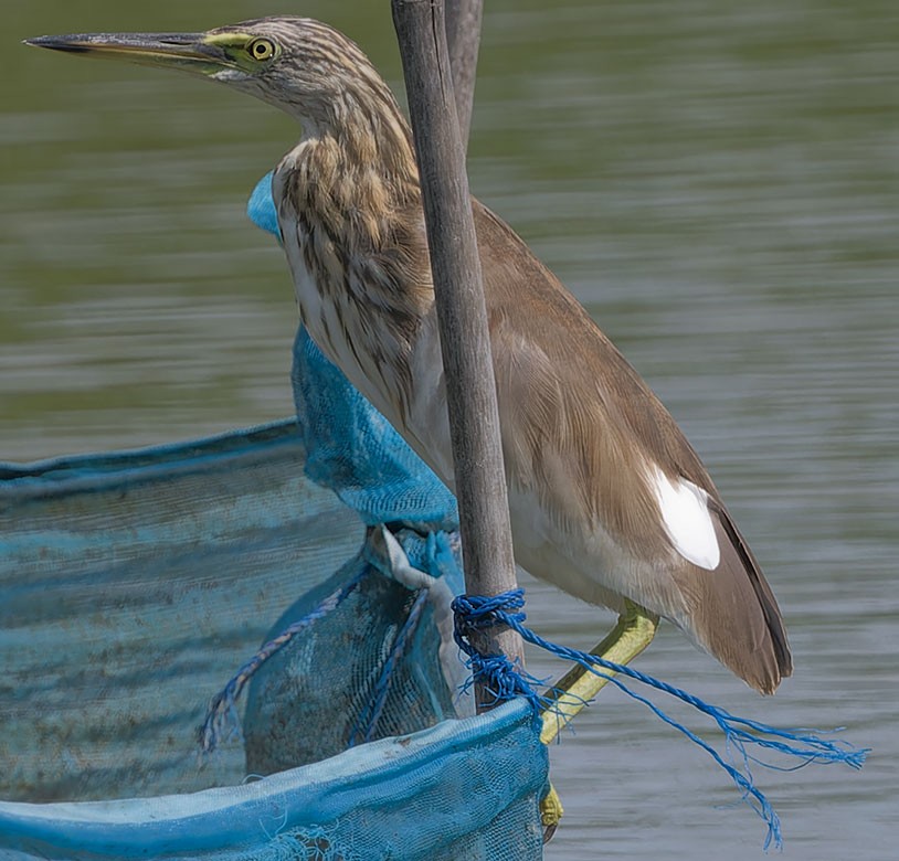 pond-heron sp. - ML622801197