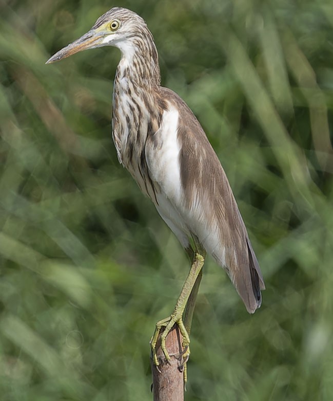 pond-heron sp. - ML622801198