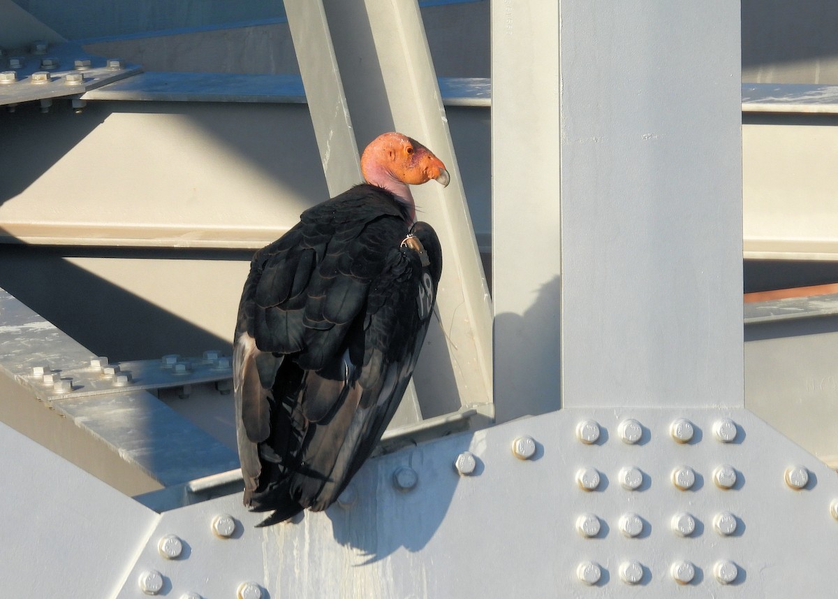 California Condor - ML622801232