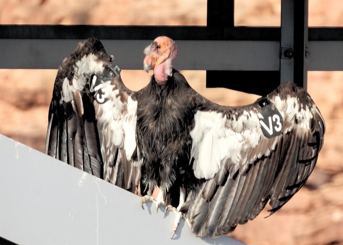 California Condor - ML622801233