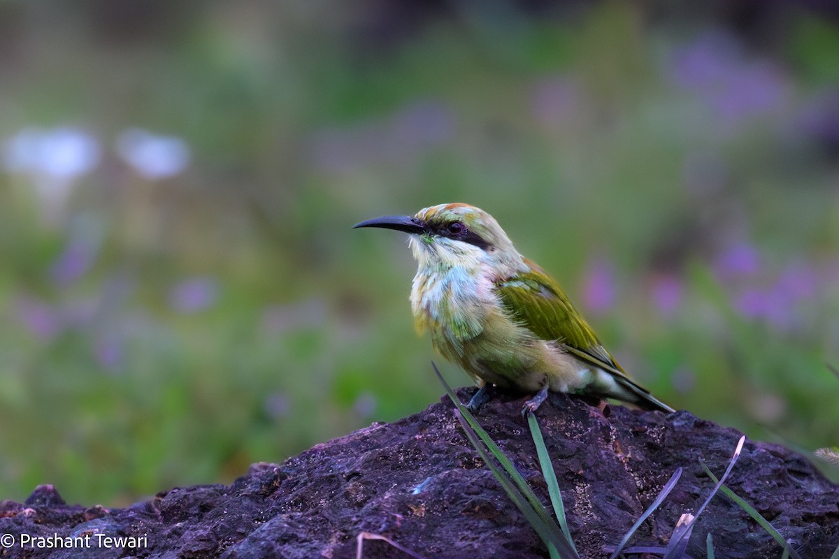 Asian Green Bee-eater - ML622801278