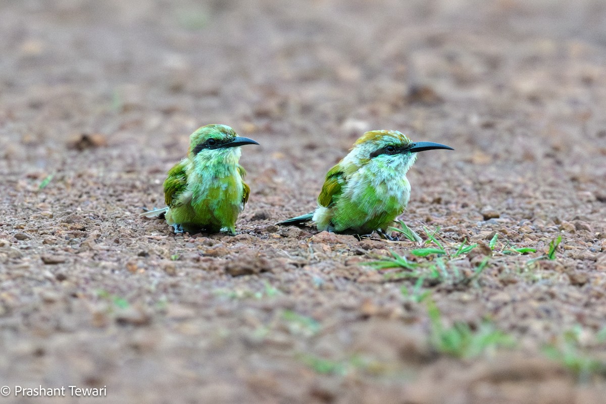 Asian Green Bee-eater - ML622801279