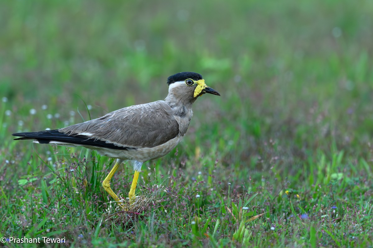 Yellow-wattled Lapwing - ML622801297