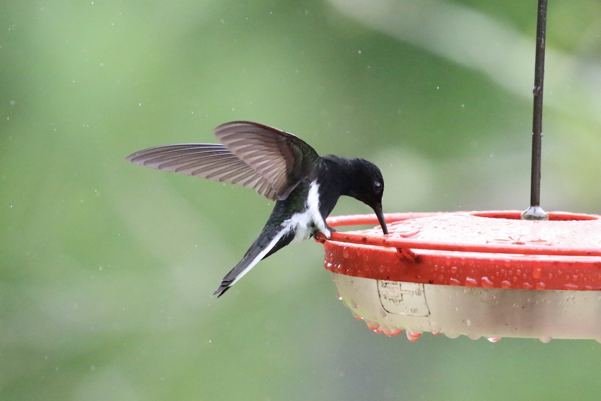 Colibrí Negro - ML622801319