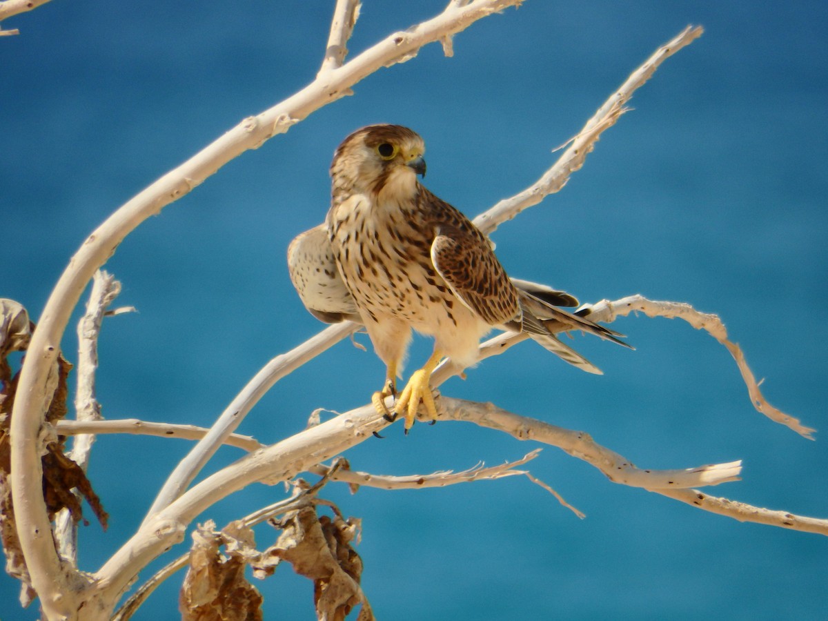 Eurasian Kestrel (Cape Verde) - ML622801333