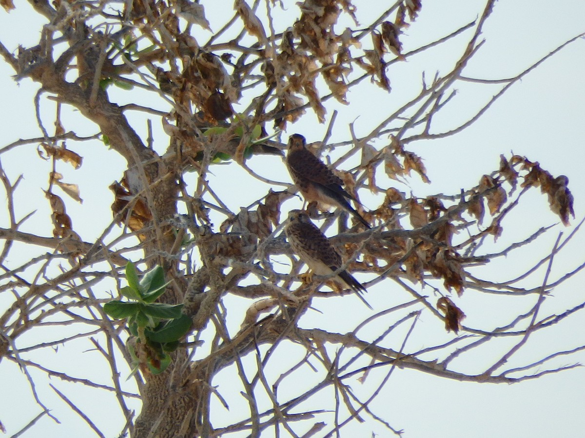 Eurasian Kestrel (Cape Verde) - ML622801335