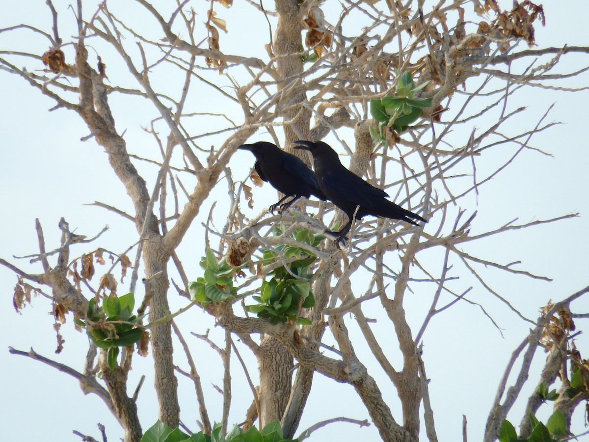 Brown-necked Raven - ML622801339