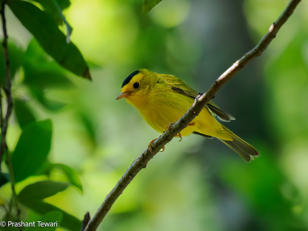 Wilson's Warbler - ML622801382