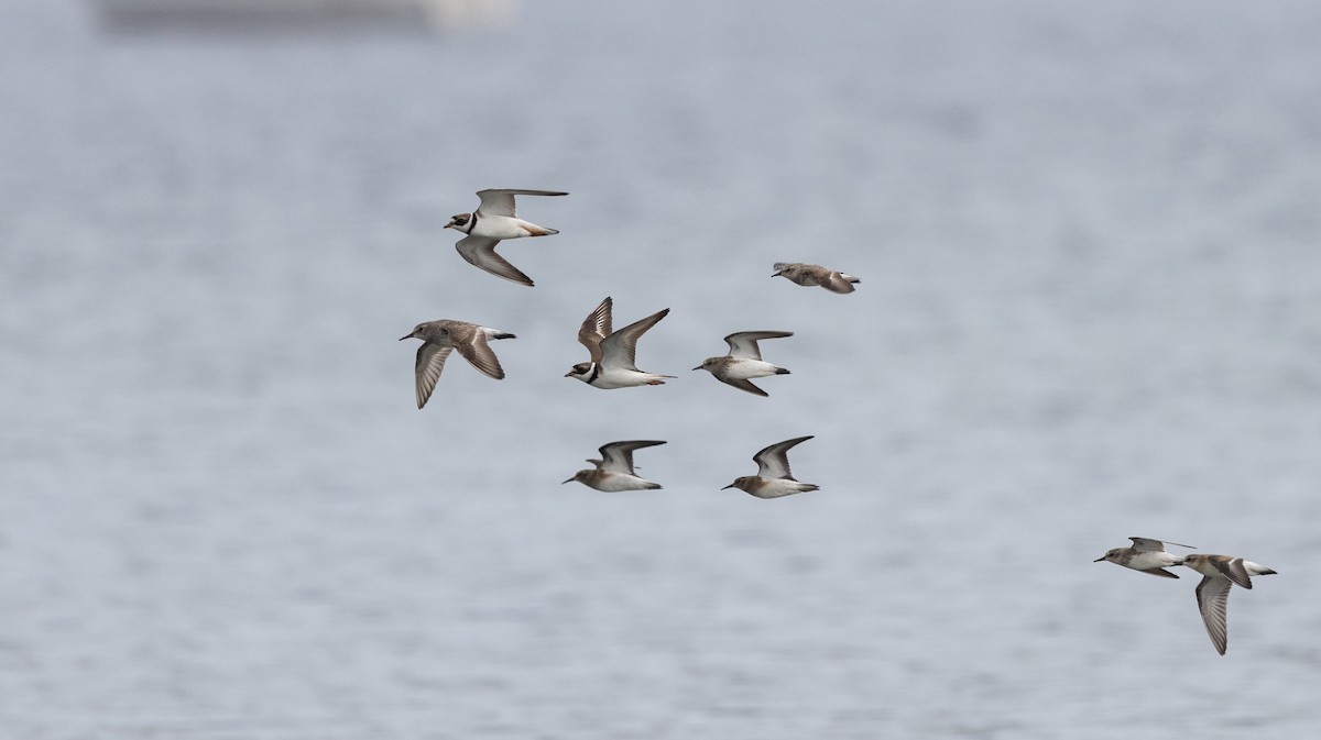 White-rumped Sandpiper - Jay McGowan