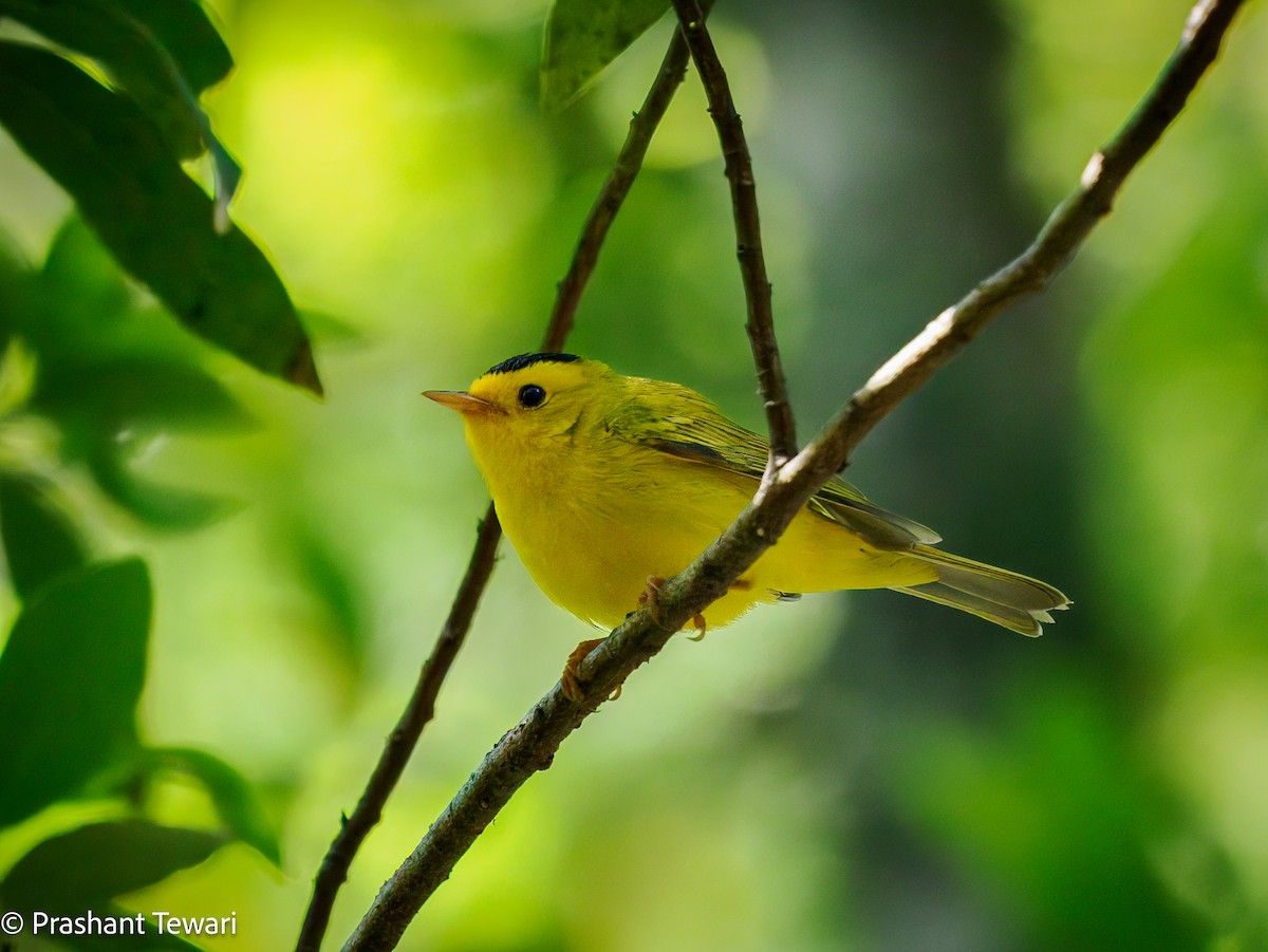 Wilson's Warbler - ML622801384